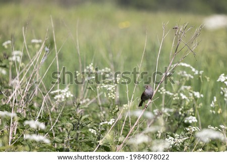 Similar – Image, Stock Photo A dead hedge sparrow lies in the sunshine on a wooden table