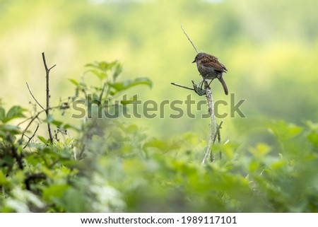 Similar – Image, Stock Photo A dead hedge sparrow lies in the sunshine on a wooden table