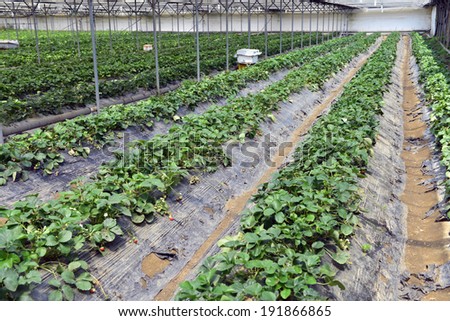 Strawberry Farm land Farm is an area of land or water that is devoted primarily to the practice of producing and managing food