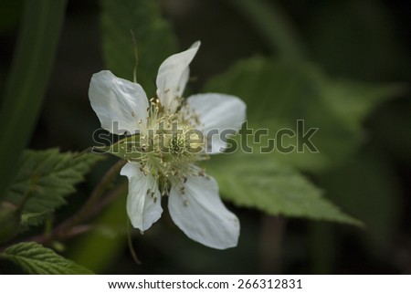 A white raspberry flower blooming in a spring field