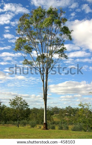 Photo of a gum tree.