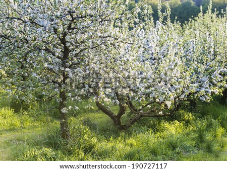 Apple  orchard spring