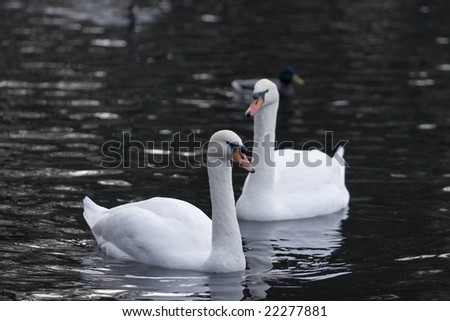 Autumn. City park. Swans pair in cold water