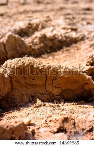 close-up viev of the desert ground