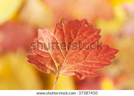 autumn leaf flying