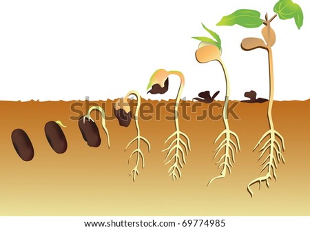 Plant Growing Vector Illustration - 69774985 : Shutterstock
