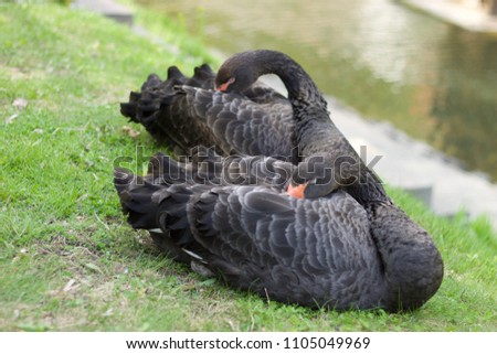 The Sleeping Swans >> A Sleeping Swan Images And Stock Photos Page 6 Avopix Com The Sleeping Swans >> A Sleeping Swan Images And Stock Photos Page 6 Avopix Com