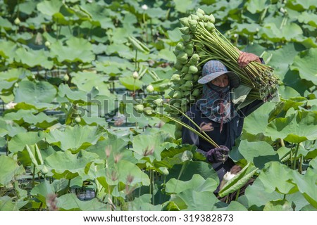 NAKHONPATHOM,THAILAND-MAY 13,2012 : man holds a lotus flower in the garden ,The living conditions of the rural drought is making bracelets. To keep lilies and lotus go on sale.