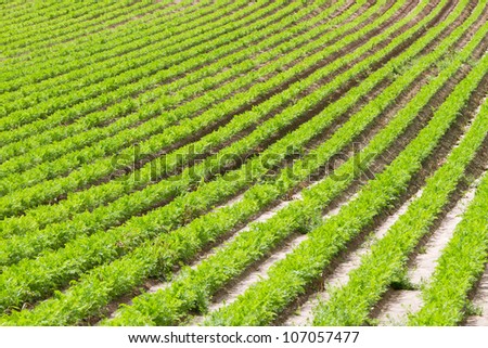Rows of young carrot plants