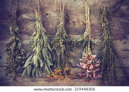 Vintage stylized photo of bunches of healing herbs on wooden wall, herbal medicine.