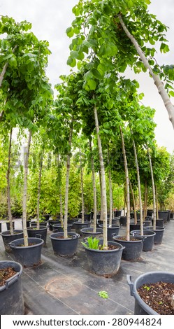 Young nut trees in plastic pots on tree nursery