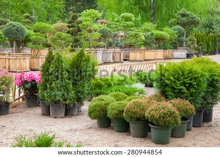 Cypresses plants in pots bonsai garden plants on tree farm