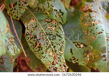 Similar – Image, Stock Photo a leaf with holes