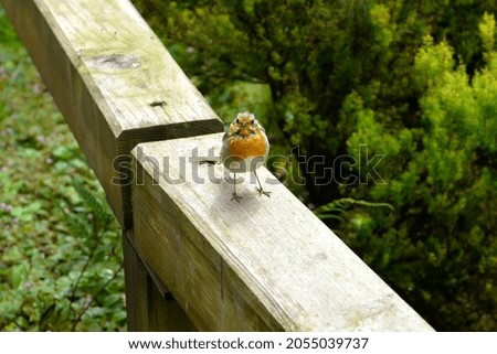 Similar – Image, Stock Photo Robin in the Azores