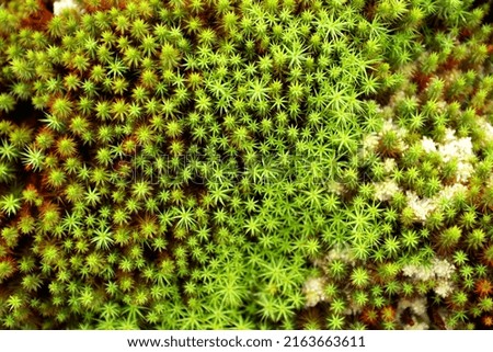 Similar – Image, Stock Photo Small star shaped water plants (water star) on still murky water reflecting trees