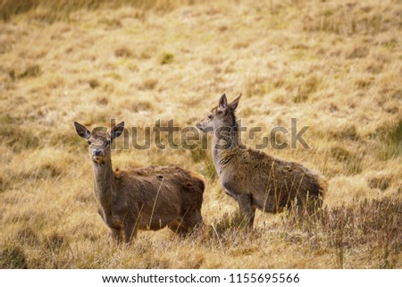 Similar – Image, Stock Photo Loch Coruisk on the Isle of Skye