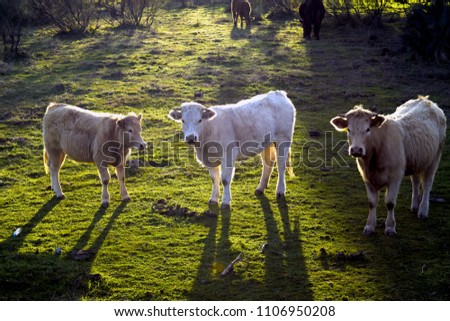 Similar – Foto Bild Drei Pferdeköpfe die aus dem Blickwinkel des Reiters fotografiert wurden