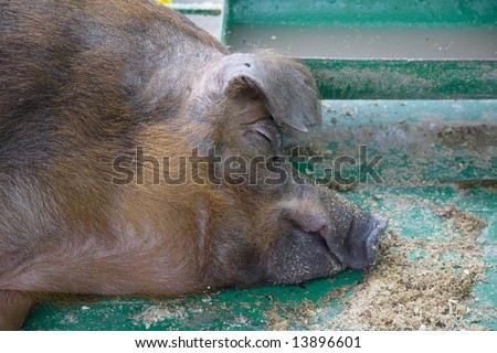 Sleeping a pig