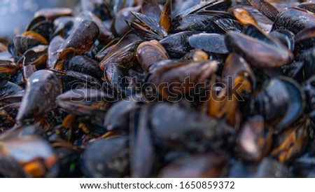 Similar – Foto Bild Jede Menge Muscheln an der Küste Portugals