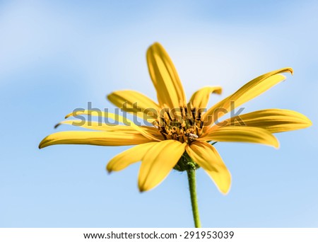 Yellow topinambur flowers (daisy family) against blue sky