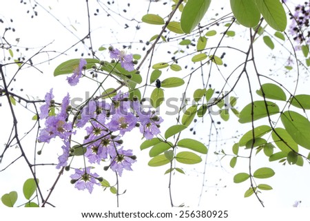 Lagerstroemia speciosa, Pride of India,queen flower on tree