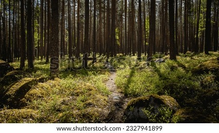 Image, Stock Photo small path that goes into the forest of tarragona