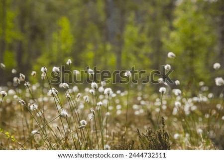 Similar – Foto Bild Wollgras blüht im Moor, im Hintergrund ein Aussichtsturm und Bäume vor blaugrauem Himmel