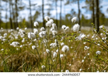 Similar – Foto Bild Wollgras blüht im Moor, im Hintergrund ein Aussichtsturm und Bäume vor blaugrauem Himmel