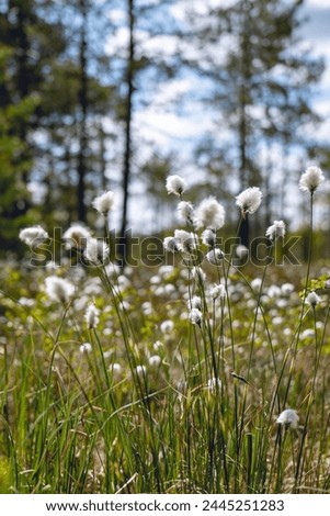 Similar – Foto Bild Wollgras blüht im Moor, im Hintergrund ein Aussichtsturm und Bäume vor blaugrauem Himmel