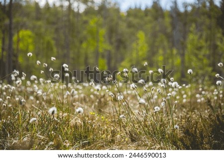 Similar – Foto Bild Wollgras blüht im Moor, im Hintergrund ein Aussichtsturm und Bäume vor blaugrauem Himmel