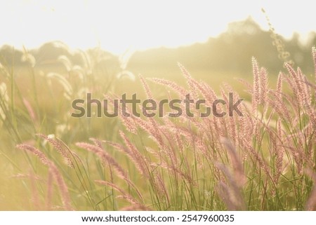 Similar – Image, Stock Photo Flowering grass backlit