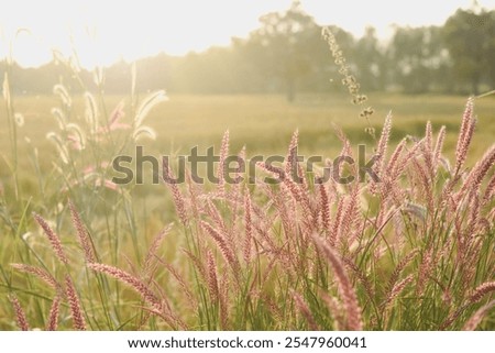 Similar – Image, Stock Photo Flowering grass backlit