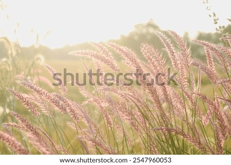 Similar – Image, Stock Photo Flowering grass backlit