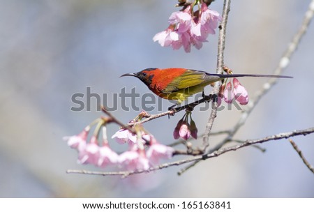 Bird colorful Beautiful ( Gould\'s Sunbird )