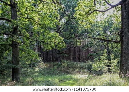 Similar – Image, Stock Photo These wild woods are roamed with wild women. A gorgeous brunette lingerie model lookin’ good from the back. Being all free in a forest. Her black bikini is a perfect fit for this wilderness.