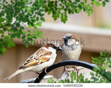 Similar – Image, Stock Photo Two birds sitting on the edge of a metal cup in front of a blurred background