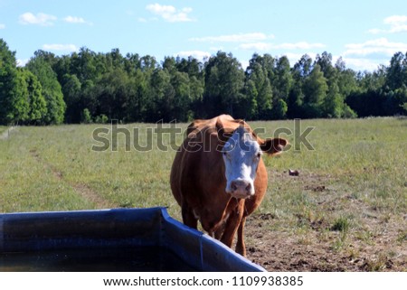 Similar – Image, Stock Photo Cows staring with slobber and flies