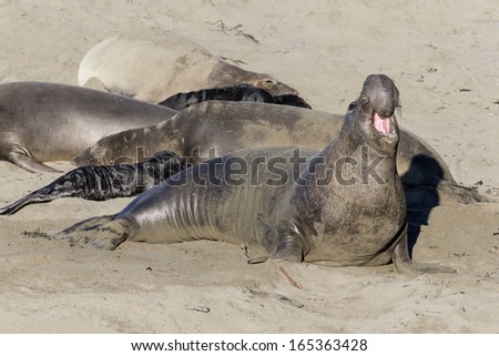 Northern Elephant Seal male bellowing and roaring California, USA