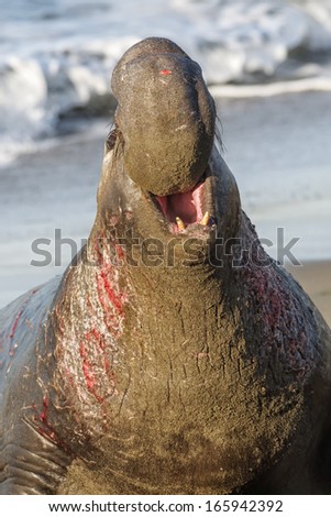 Northern Elephant Seal male bellowing and roaring Mirounga angustirostris California, USA