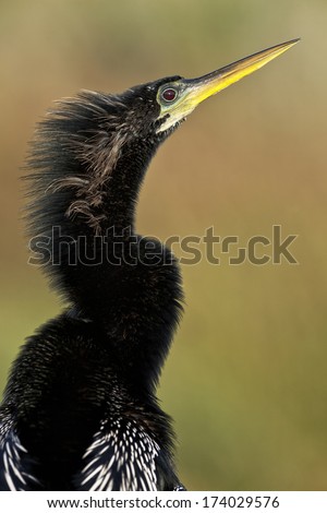 Male Anhinga, Anhinga anhinga, adult breeding  plumage male portrait