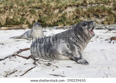 Southern Elephant Seal male pups roaring Mirounga leonina Falkland Islands