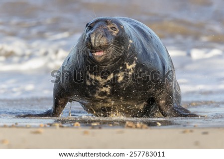 Atlantic Grey Seal bull charging - Halichoerus grypus
