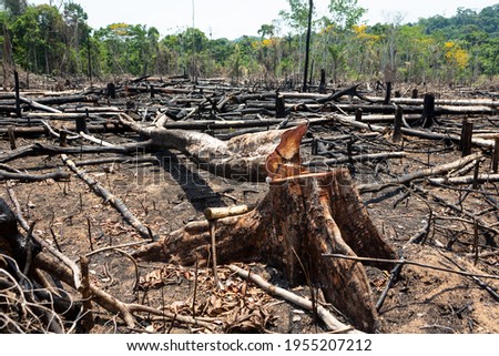 Amazon rainforest illegal deforestation landscape view of trees cut and burned to make land for agriculture and cattle pasture in Para, Brazil. Concept of ecology, environment, global warming.