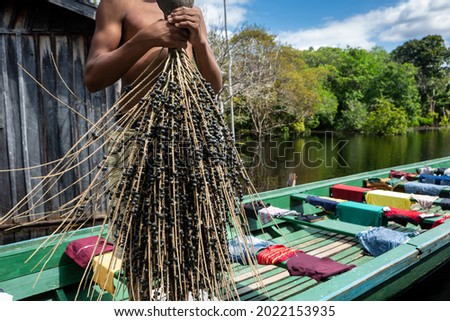 Man holding bunch of fresh acai fruit in amazon rainforest in summer sunny day. Concept of environment, ecology, sustainability, biodiversity, superfood, bioeconomy, healthy food. Amazonas, Brazil.