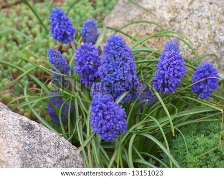 Pretty blue flowers between two stones.