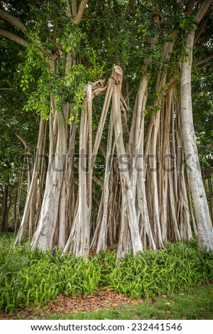 Beautiful Banyan tree in botanical garden