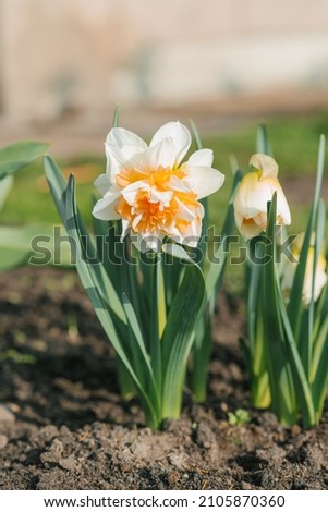 Similar – Image, Stock Photo Beautiful terry daffodil Manly blooms in the spring in the garden