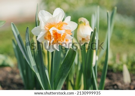 Similar – Image, Stock Photo Beautiful terry daffodil Manly blooms in the spring in the garden