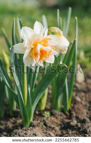 Similar – Image, Stock Photo Beautiful terry daffodil Manly blooms in the spring in the garden