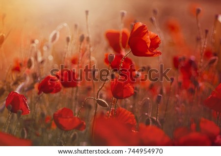 Similar – Image, Stock Photo Close-up of a poppy seed strudel